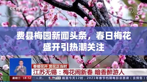 费县梅园新闻头条，春日梅花盛开引热潮关注