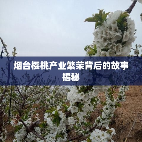 烟台樱桃产业繁荣背后的故事揭秘
