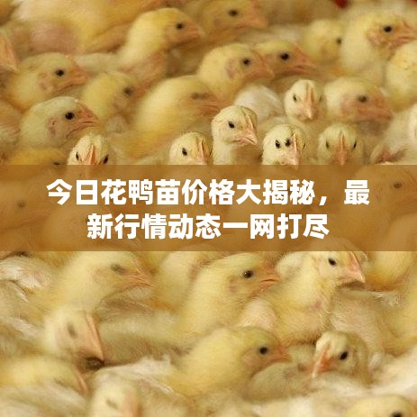 今日花鸭苗价格大揭秘，最新行情动态一网打尽