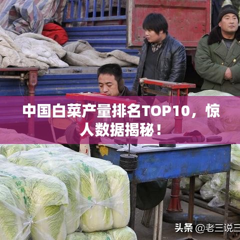中国白菜产量排名TOP10，惊人数据揭秘！