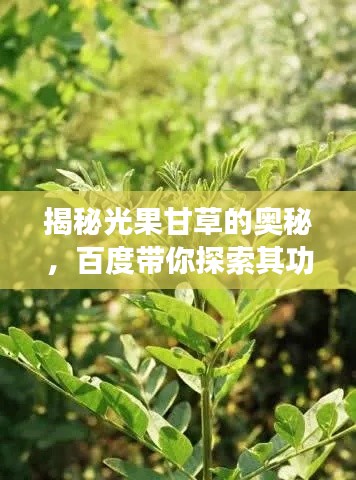 揭秘光果甘草的奥秘，百度带你探索其功效与价值