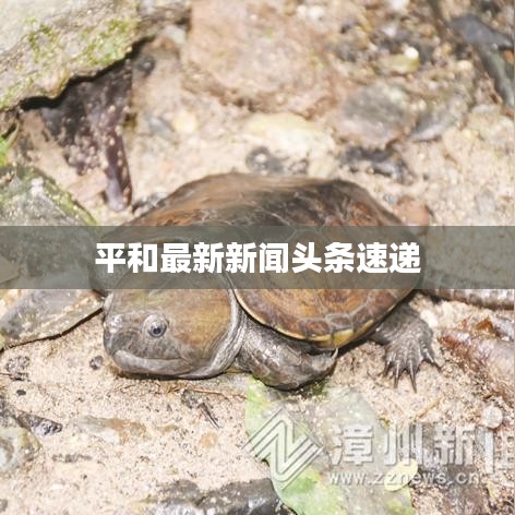 平和最新新闻头条速递