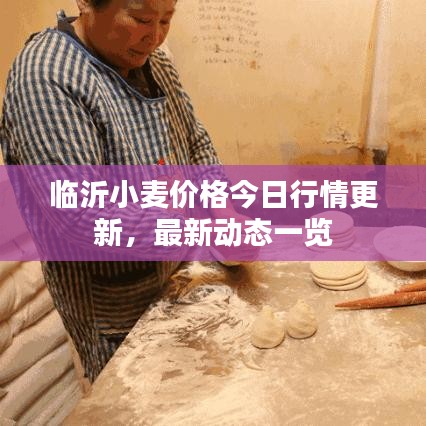 临沂小麦价格今日行情更新，最新动态一览