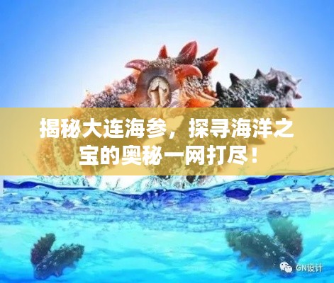 揭秘大连海参，探寻海洋之宝的奥秘一网打尽！