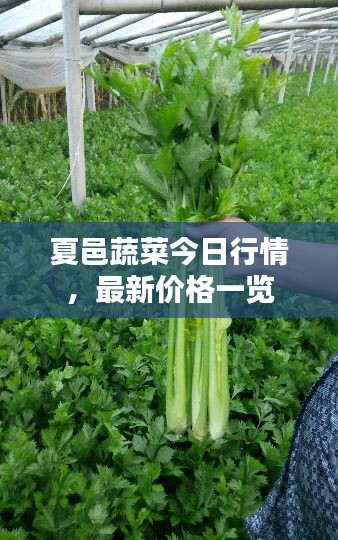 夏邑蔬菜今日行情，最新价格一览