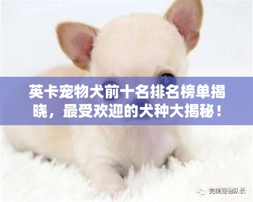 英卡宠物犬前十名排名榜单揭晓，最受欢迎的犬种大揭秘！