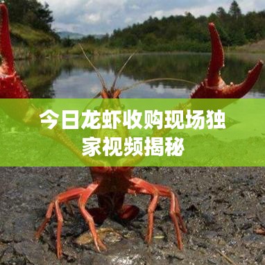 今日龙虾收购现场独家视频揭秘