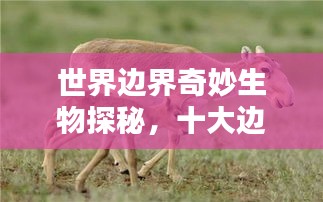 世界边界奇妙生物探秘，十大边界动物排名！