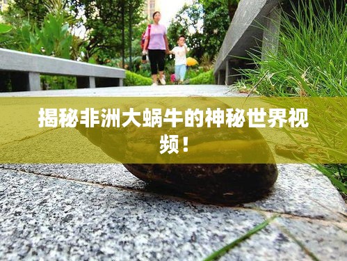 揭秘非洲大蜗牛的神秘世界视频！