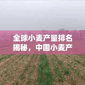 全球小麦产量排名揭秘，中国小麦产业的显赫地位