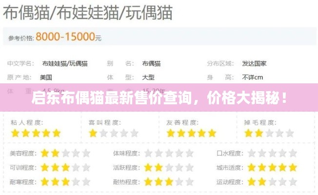 启东布偶猫最新售价查询，价格大揭秘！