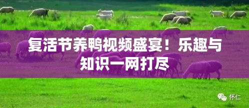 复活节养鸭视频盛宴！乐趣与知识一网打尽