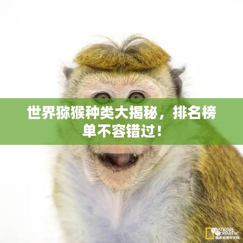 世界猕猴种类大揭秘，排名榜单不容错过！