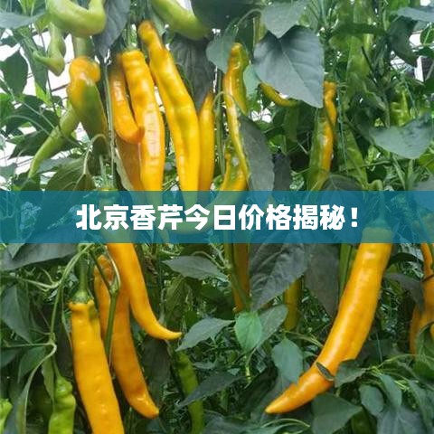北京香芹今日价格揭秘！