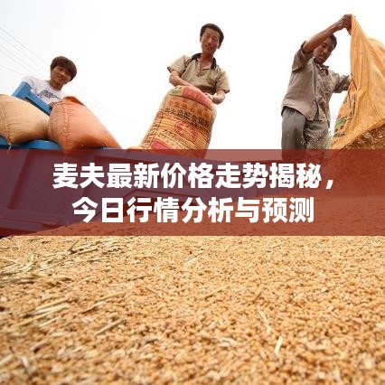 麦夫最新价格走势揭秘，今日行情分析与预测